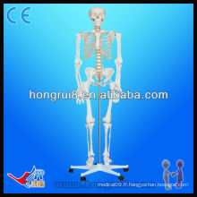 Modèle de squelette humain de 180 cm de taille humaine